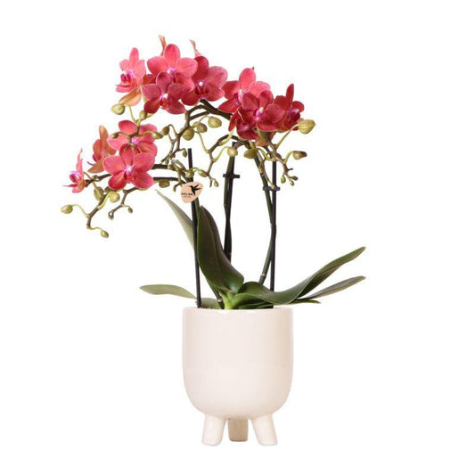 Rote Phalaenopsis-Orchidee Congo im Ø9 cm Topf mit Gummitopf in Travertin-Optik, blühende Zimmerpflanze frisch vom Züchter