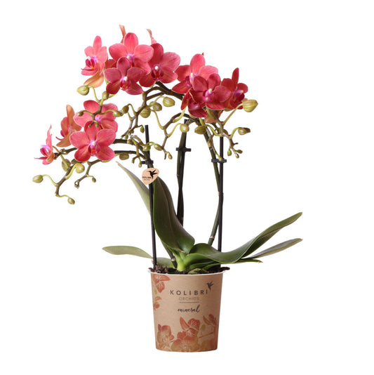  Rote Phalaenopsis-Orchidee im Ø9 cm Topf, frisch vom Züchter, ideal für Innenräume
