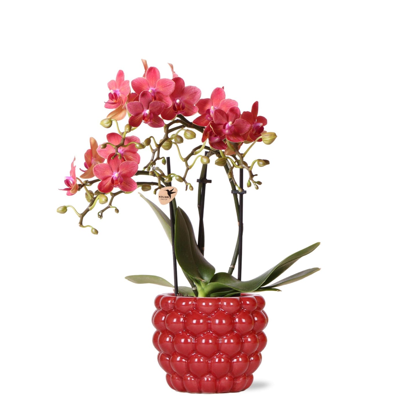 Rote Phalaenopsis-Orchidee Kongo im Ø9 cm Topf mit Beeren-Ziertopf, blühende Zimmerpflanze frisch vom Züchter