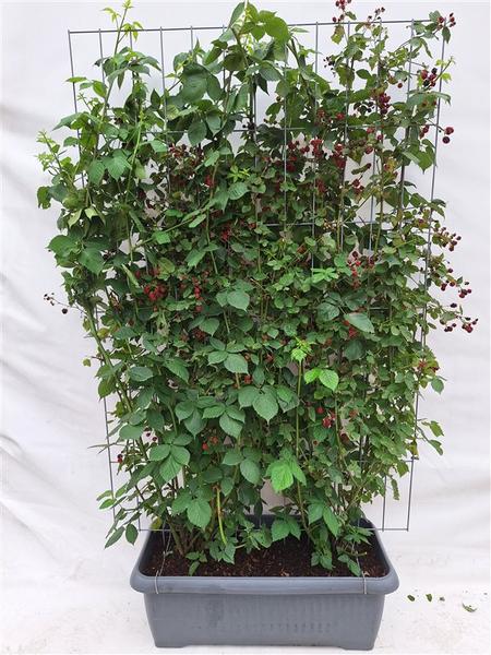 Rubus fruticosus 'Black Satin' - Stachellose schwarze Brombeere als Fertighecke im Garten.