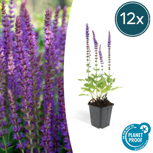 Salvia nemorosa 'Ostfriesland' Stauden-Salbei im Ø9 cm Topf mit lila Blüten
