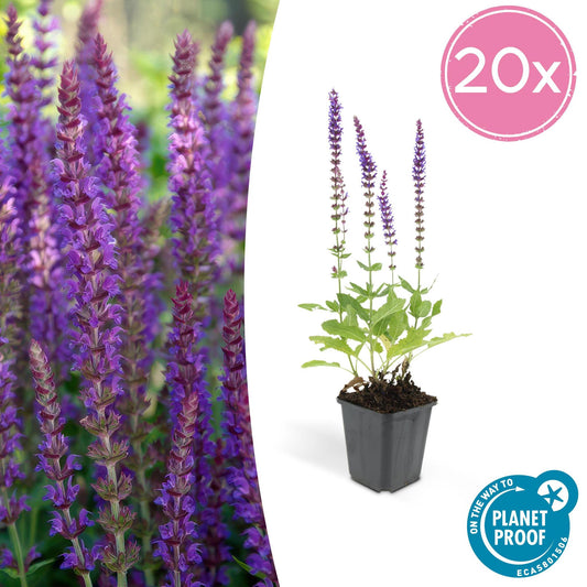 Salvia nemorosa 'Ostfriesland' Stauden-Salbei im Ø9 cm Topf mit lila Blüten
