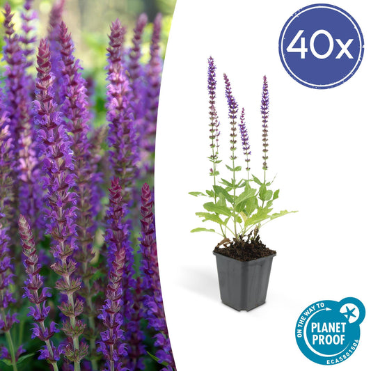 Salvia nemorosa 'Ostfriesland' Stauden-Salbei im Ø9 cm Topf mit lila Blüten