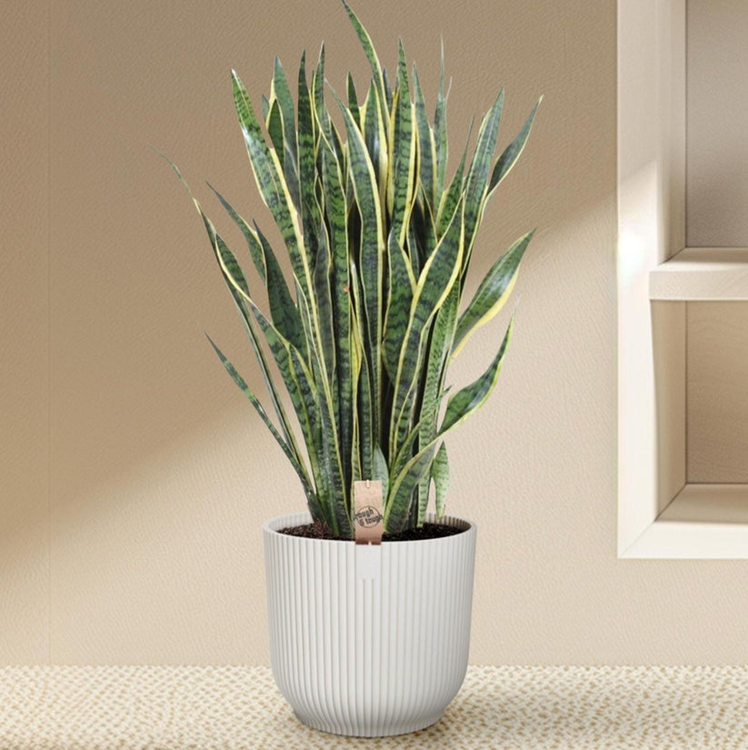 Sansevieria Pflanze