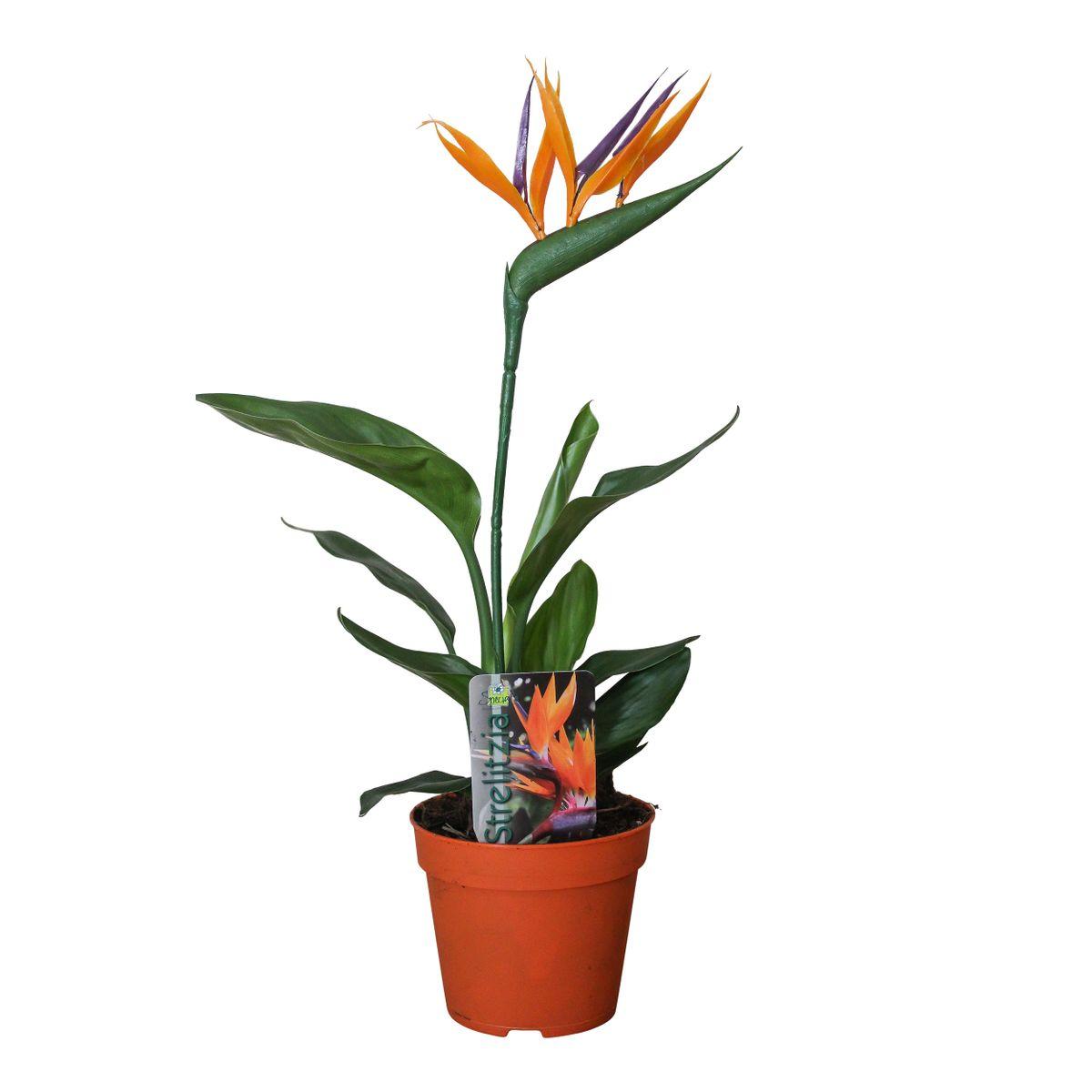 Strelitzia (Kunstblume) - Ø13cm - ↕35cm