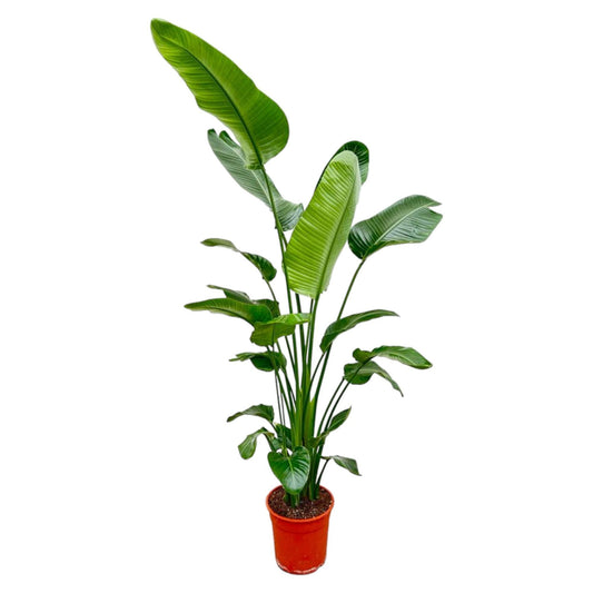 Strelitzia Nicolai mit einer Höhe von 200 cm und einem Topfdurchmesser von Ø27cm.