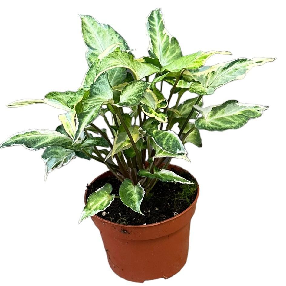 Syngonium T25 - Ø10,5cm - ↕15cm