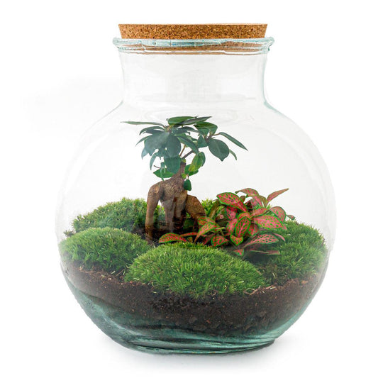 Terrarium - Teddy Bonsai - 26,5 cm