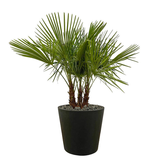 Trachycarpus Multi-Stamm - 180cm- Ø45