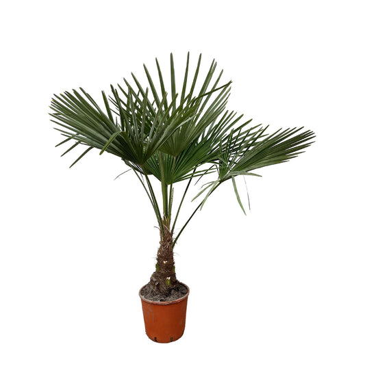 Trachycarpus - 130cm- Ø21