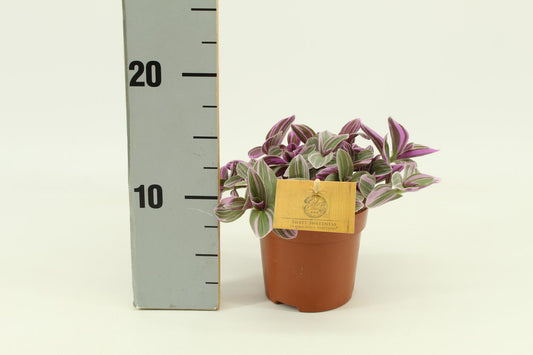 Tradescantia Sweetness - Ø10,5 cm - ↕10,5 cm