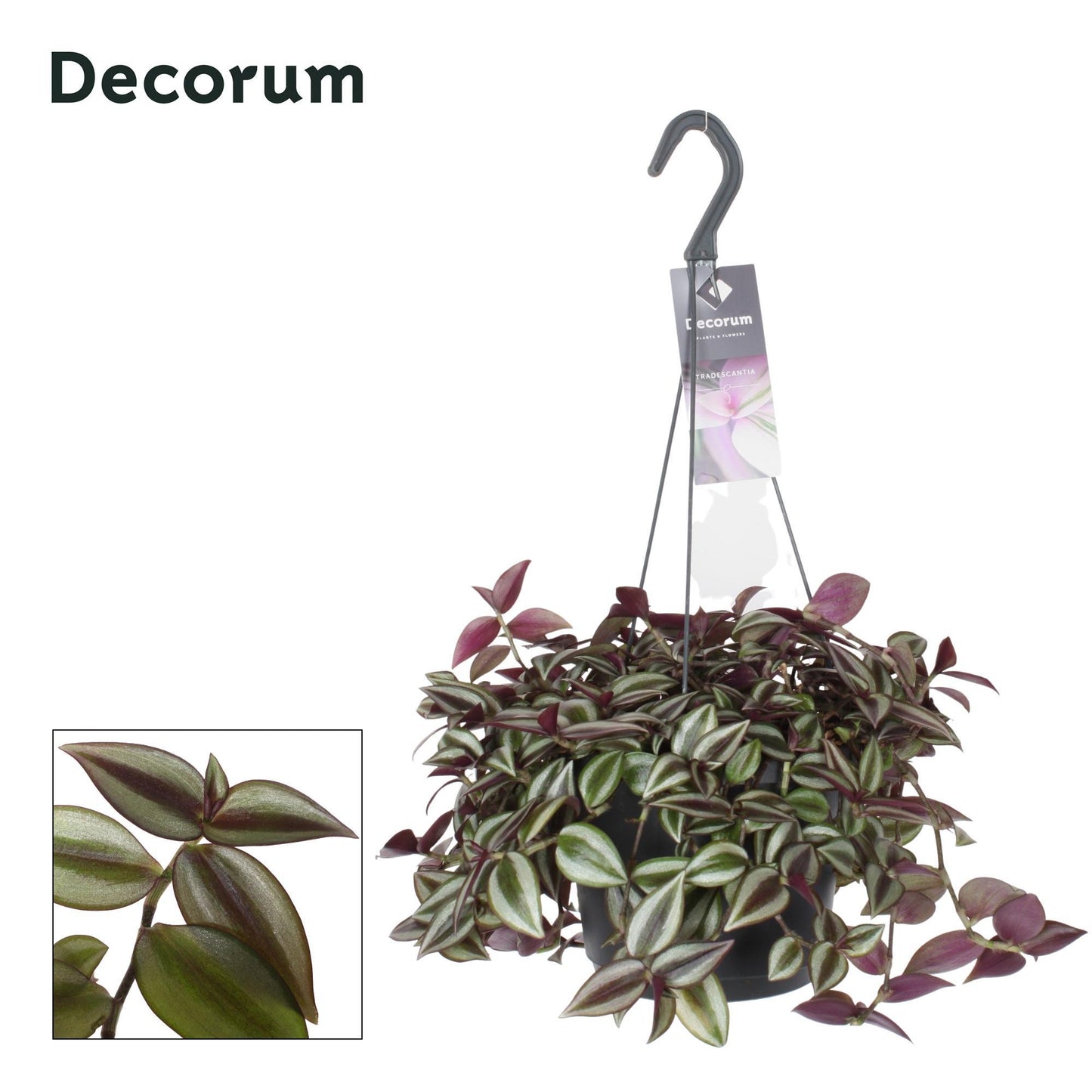 Tradescantia Zebrina Purpusii - Ø17 cm - ↕30 cm