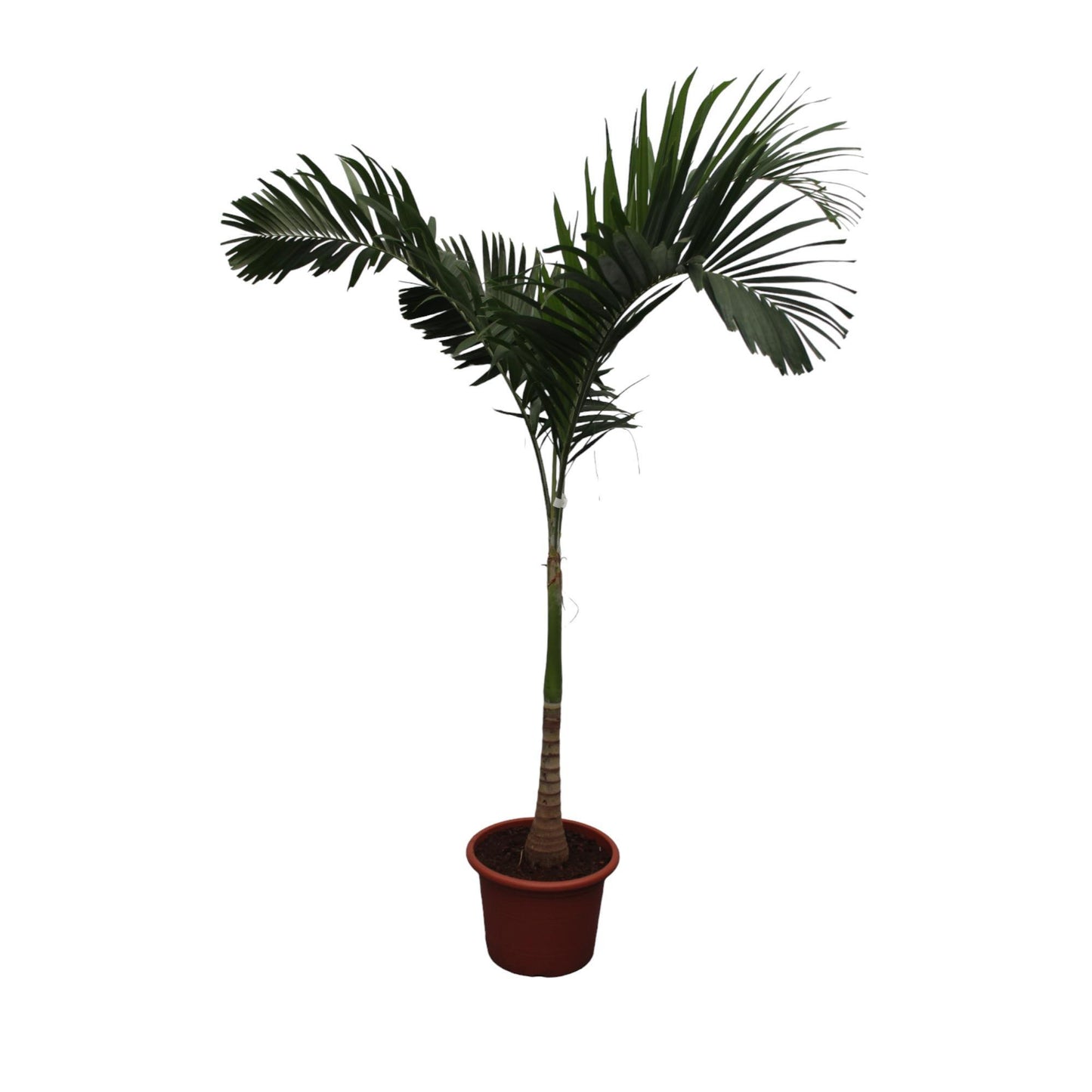 Veitchia Merrillii "Bismarckpalme" - 250 cm - ø45