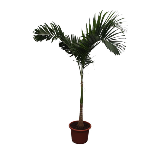 Veitchia Merrillii "Bismarckpalme" - 250 cm - ø45