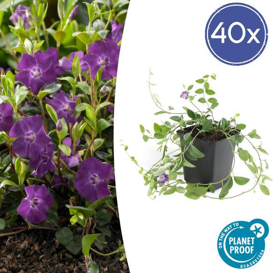 Vinca minor Atropurpurea