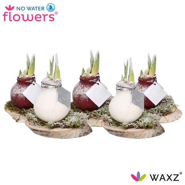 Ohne Wasser Blumen Waxz auf Holz Schnee - 5 Stück - Ø7 cm - ↕15 cm
