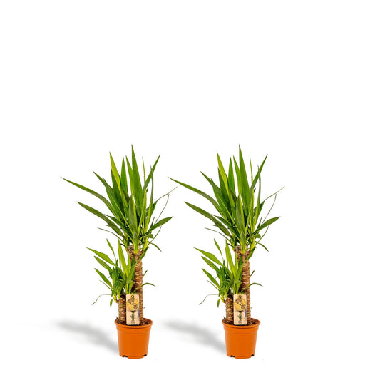 Yucca Zimmerpflanze mit zwei Stämmen im 17 cm Topf, Höhe 90 cm, ideal für Innenräume