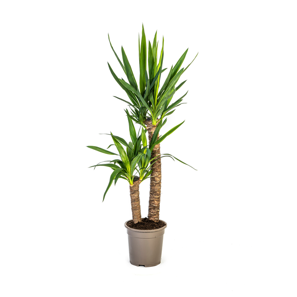 Yucca Elephantipes Zimmerpflanze im Topf Ø19 cm, 80 cm hoch, pflegeleicht und dekorativ