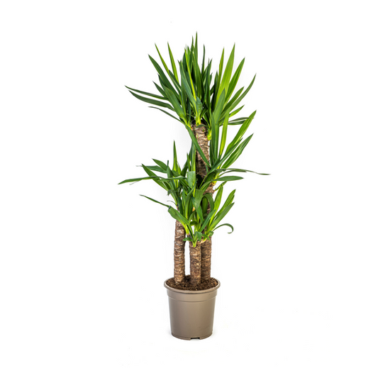 Yucca Elephantipes Zimmerpflanze im Topf Ø21 cm, 100 cm hoch, pflegeleicht und dekorativ