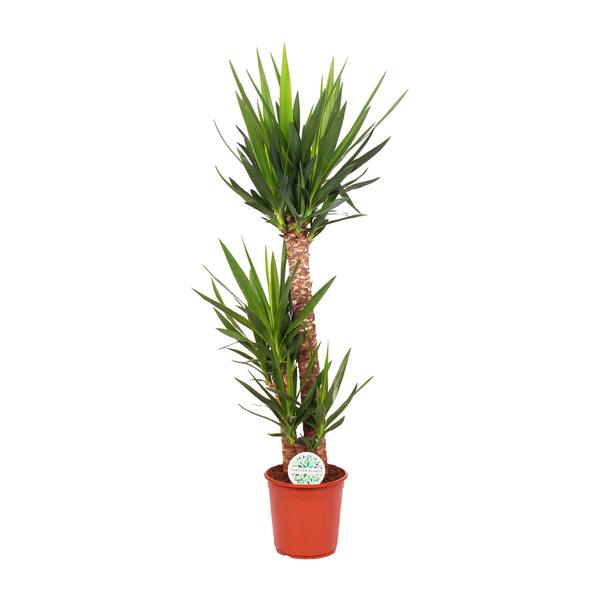 Yucca Elephantipes, pflegeleicht und robust, Topfdurchmesser 24 cm, Höhe 125 cm