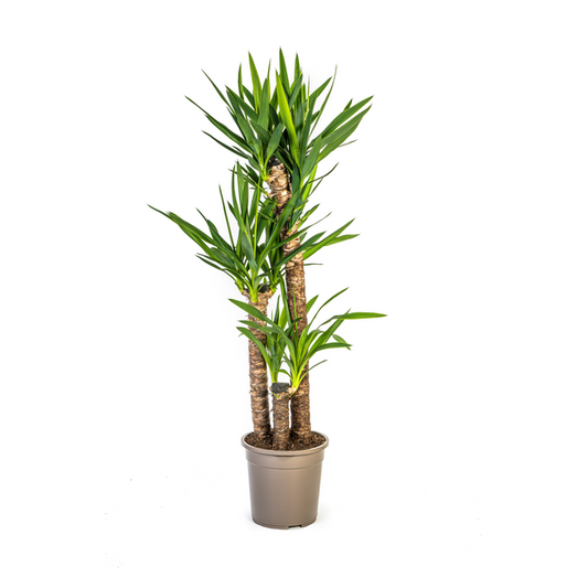 Yucca Elephantipes Zimmerpflanze im Topf Ø24 cm, 130 cm hoch, pflegeleicht und dekorativ