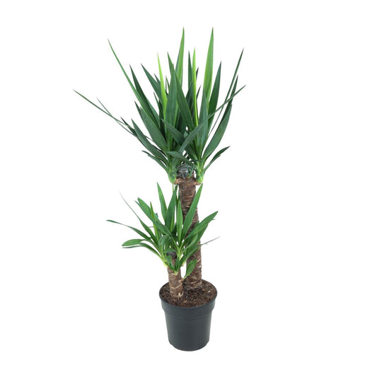 Yucca Elephantipes Zimmerpflanze, Höhe 100 cm, Topf Ø21 cm, pflegeleicht für Innenräume
