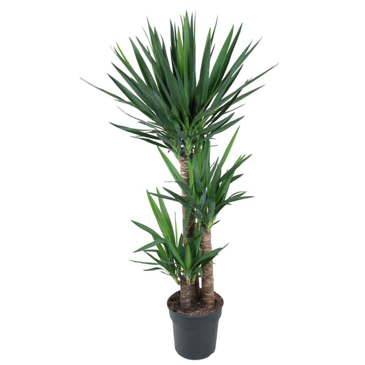 Yucca Elephantipes Zimmerpflanze, Höhe 140 cm, Topf Ø27 cm, pflegeleicht für Innenräume