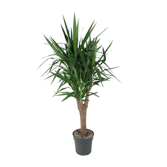 Yucca Elephantipes Zimmerpflanze, Höhe 150 cm, Topf Ø31 cm, pflegeleicht für Innenräume