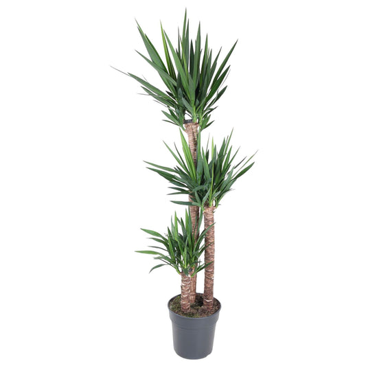 Yucca Elephantipes, Zimmerpflanze 170 cm hoch, Topf Ø31 cm, pflegeleicht für Innenräume