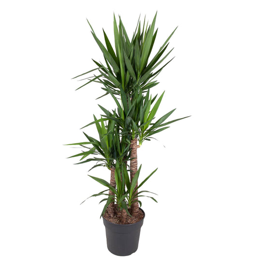 Yucca Elephantipes, Zimmerpflanze 180 cm hoch, Topf Ø34 cm, pflegeleicht für Innenräume
