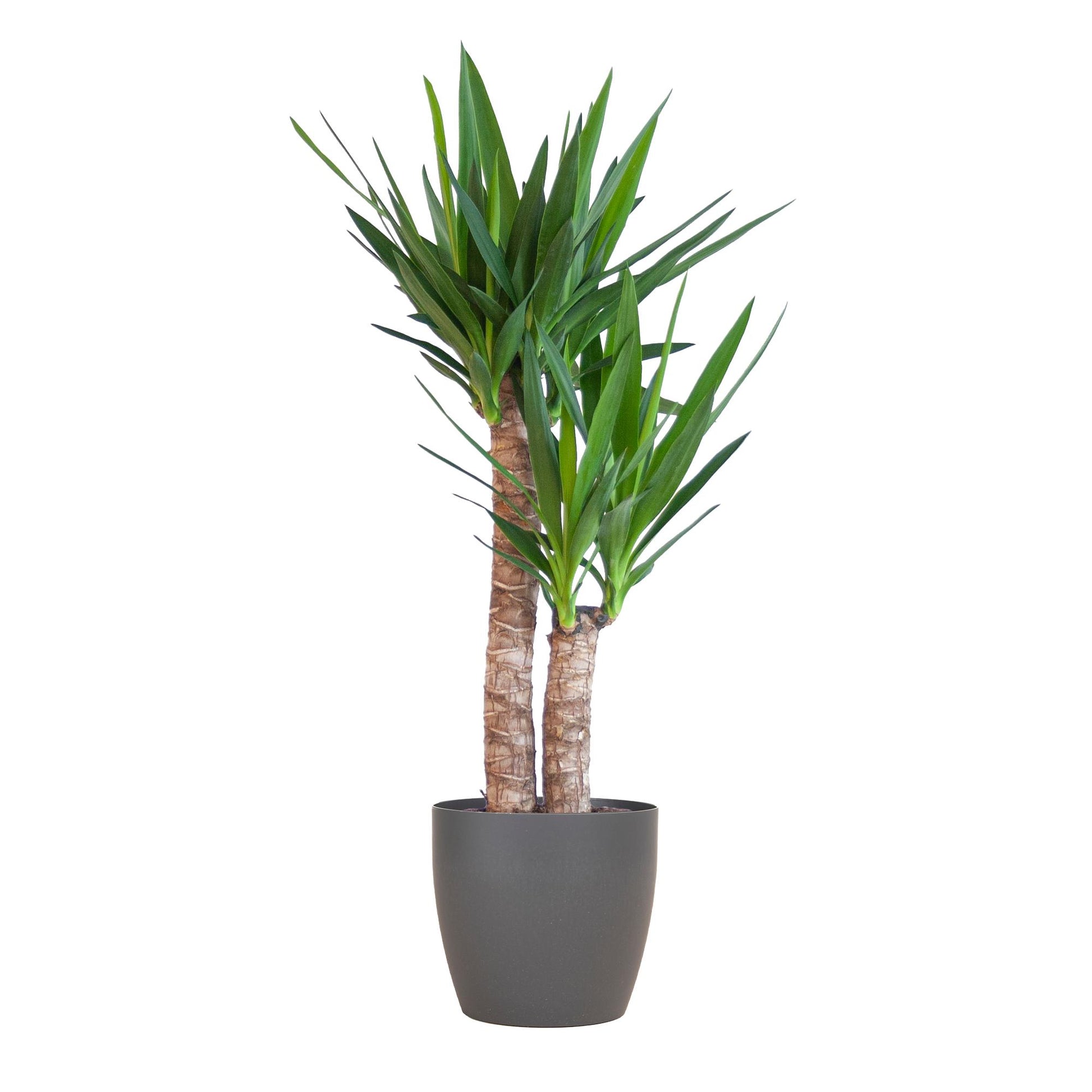 Yucca Elephantipes mit schwarzem Viber Übertopf, Höhe 90 cm, pflegeleicht und dekorativ
