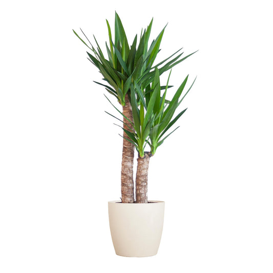 Yucca Elephantipes mit Viber Weiß Übertopf, Höhe 90 cm, pflegeleicht und dekorativ