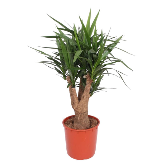 Yucca Elephantipes vertakte Zimmerpflanze im Topf Ø34 cm, 140 cm hoch, pflegeleicht und dekorativ
