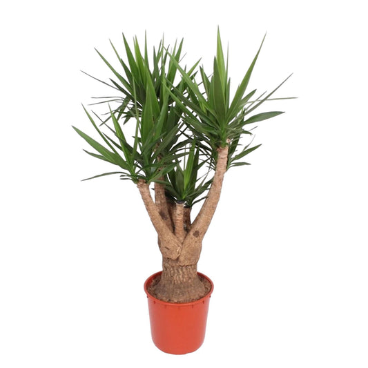 Yucca Elephantipes vertakte Zimmerpflanze im Topf Ø34 cm, 160 cm hoch, pflegeleicht und dekorativ