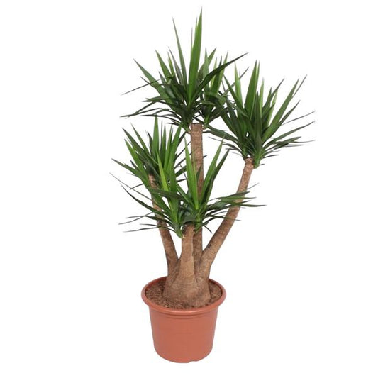 Yucca Elephantipes vertakte Zimmerpflanze im Topf Ø45 cm, 170 cm hoch, pflegeleicht und dekorativ