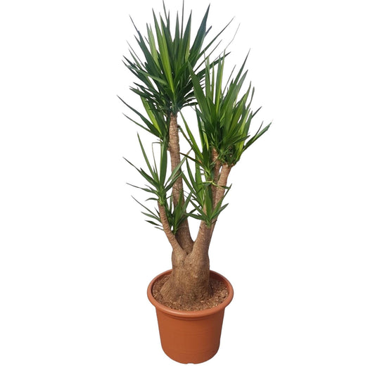 Yucca Elephantipes vertakte Zimmerpflanze im Topf Ø55 cm, 190 cm hoch, pflegeleicht und dekorativ