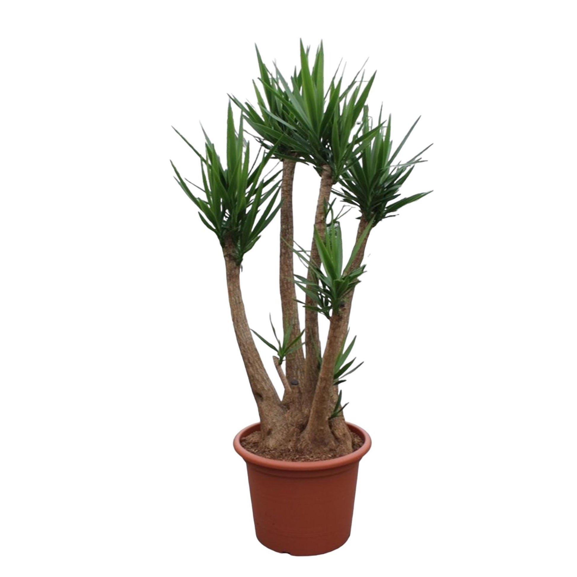 Yucca Elephantipes vertakte Zimmerpflanze im Topf Ø60 cm, 230 cm hoch, pflegeleicht und dekorativ