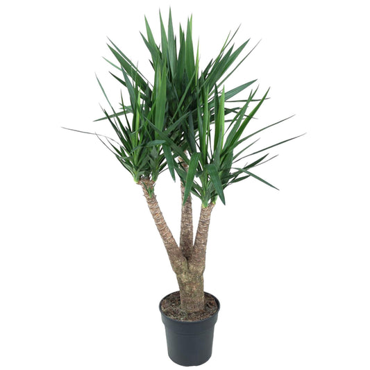 Yucca Elephantipes vertakt, Zimmerpflanze 150 cm hoch, Topf Ø31 cm, pflegeleicht für Innenräume