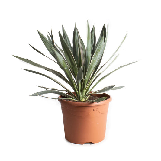 Yucca Gloriosa Zimmerpflanze im Topf Ø26 cm, 50 cm hoch, pflegeleicht und robust