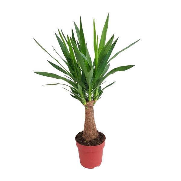Yucca 'Maya Tree', pflegeleicht und kompakt, Topfdurchmesser 19 cm, Höhe 80 cm