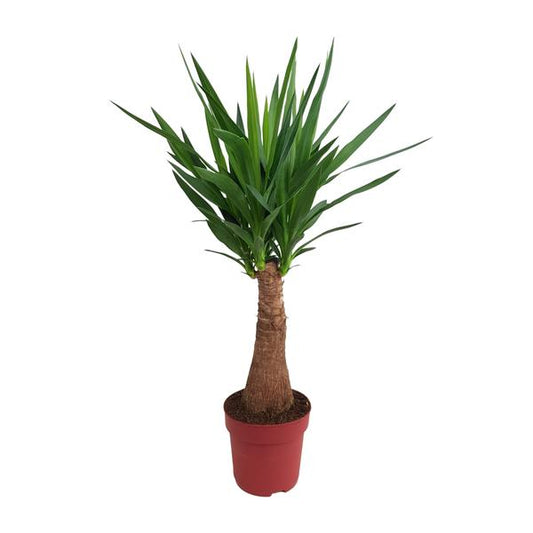 Yucca Maya Tree mit Topfdurchmesser 21 cm und Höhe 100 cm, ideal für Innenräume als dekorative Zimmerpflanze