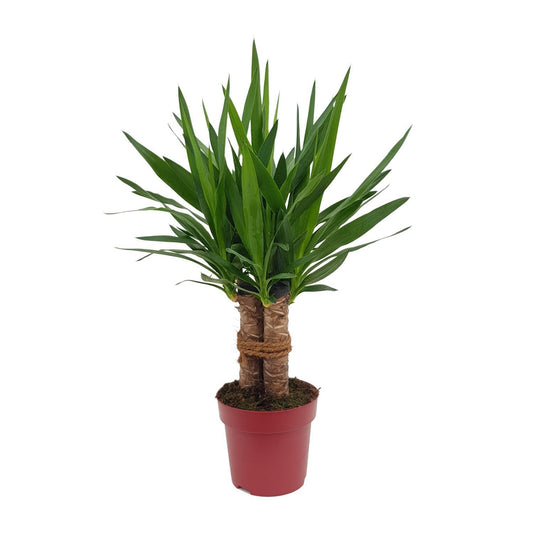 Yucca Tres Cañas mit Topfdurchmesser 19 cm und Höhe 70 cm, ideal als dekorative Zimmerpflanze für Innenräume