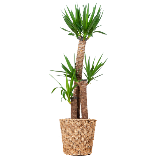 Yucca XL Zimmerpflanze mit Torun-Korb, Höhe 125 cm, Ø24 cm Übertopf, pflegeleicht und dekorativ