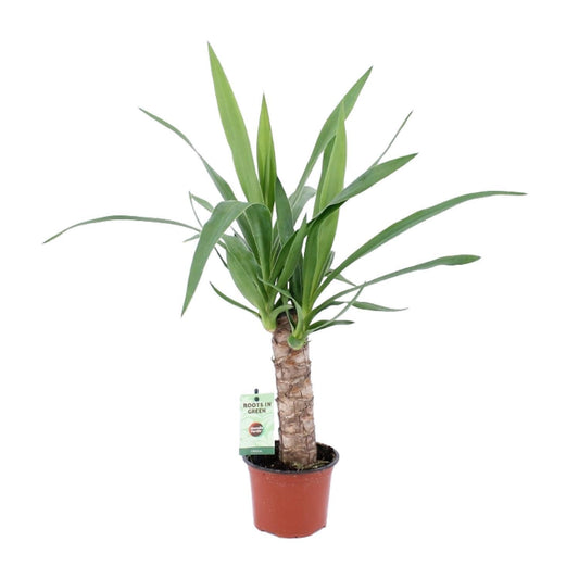 Yucca Zimmerpflanze im 12 cm Topf, kompakte Höhe 50 cm, pflegeleicht