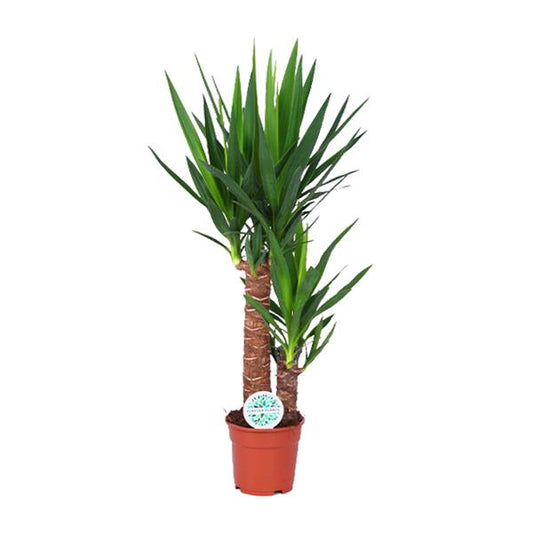 Yucca Zimmerpflanze im 17 cm Topf, Höhe 80 cm, pflegeleicht und ideal für Wohn- und Arbeitsräume