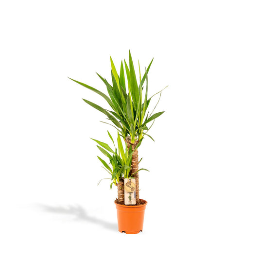 Yucca Zimmerpflanze im 17 cm Topf, Höhe 90 cm, pflegeleicht und ideal für Wohn- und Arbeitsräume