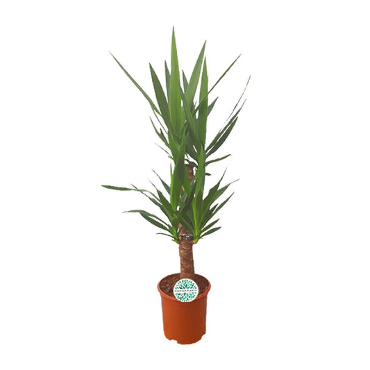 Yucca Zimmerpflanze im 21 cm Topf, Höhe 90 cm, pflegeleicht und ideal für Wohn- und Arbeitsräume