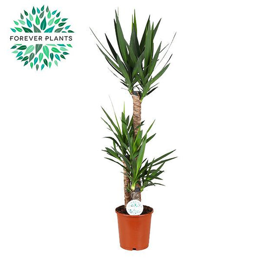 Yucca Zimmerpflanze im 24 cm Topf, Höhe 125 cm, pflegeleicht und ideal für Wohn- und Arbeitsräume
