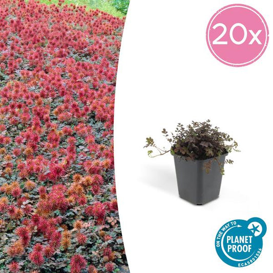 Acaena microphylla Kupferteppich Set mit 20 Pflanzen als winterharter Bodendecker