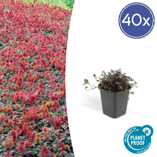 Acaena microphylla Kupferteppich Großpackung mit 40 Pflanzen als winterharter Bodendecker